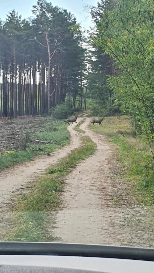 Domki Przy Obrze Skwierzyna Exterior foto